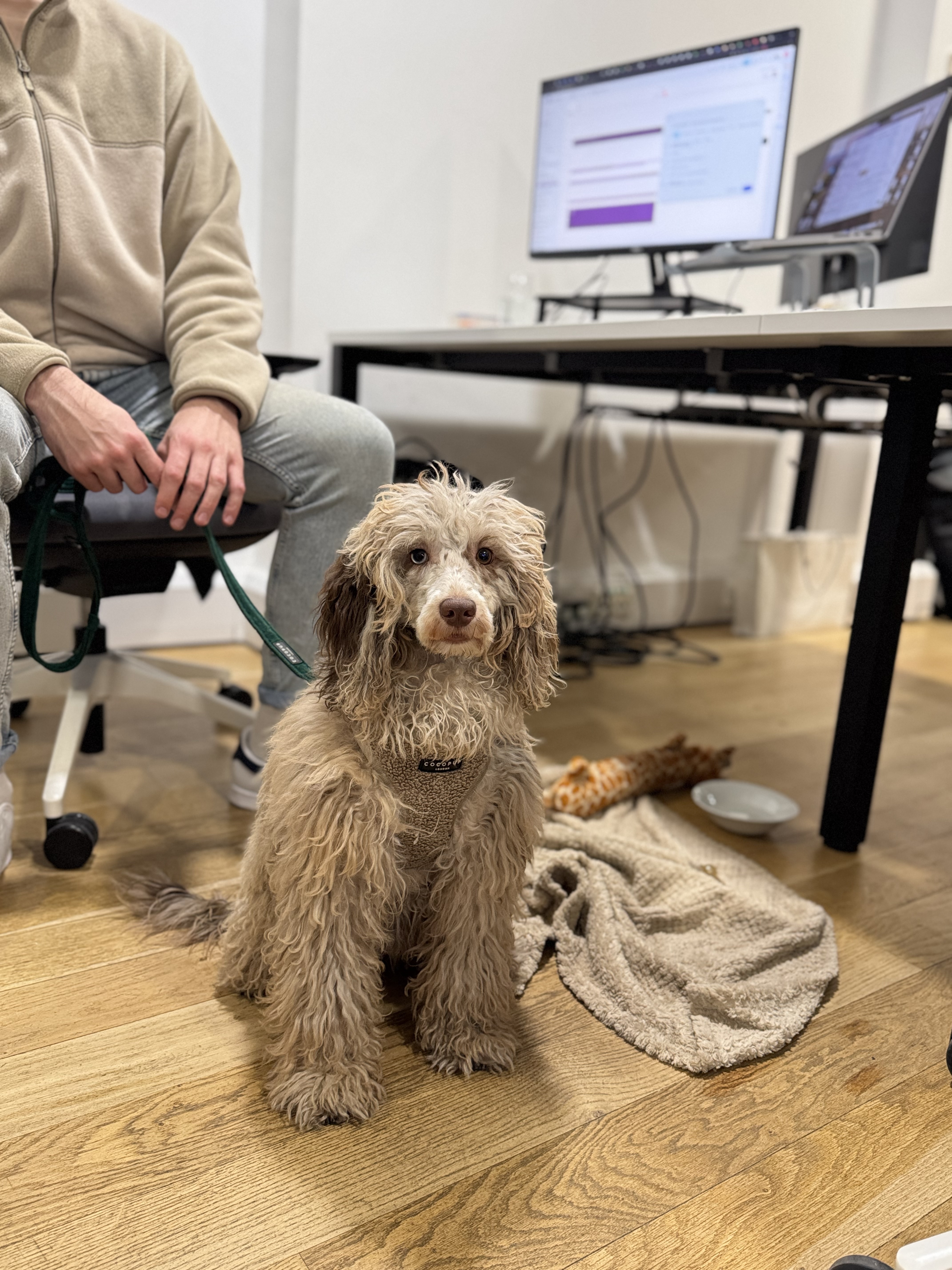 Orbital vibes office dog